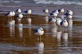 Birds On The Beach_09278